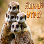 Весёлая, милая картинка доброе утро