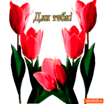 Для тебя тюльпаны