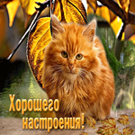 Добрая открытка с рыжим котом Хорошего настроения