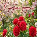 Доброе утро и отличного настроения