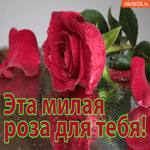 Эта милая красная роза для тебя