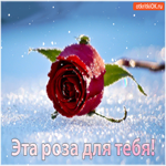 Эта роза для тебя, будь счастлива и любима
