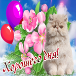 Картинка хорошего дня с котиком. Радости в сердце