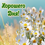 Картинка хорошего дня с ромашками. Добрых дней и событий