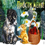 Картинка прости и не сердись. Света в душе