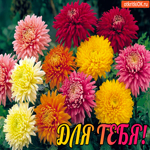 Хризантемы для тебя и эта милая открытка