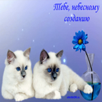 Очень красивые котики