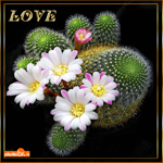Любовь love