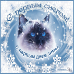 С первым снегом. С милым котиком