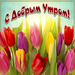 Открытка доброе утро с тюльпанами. Счастья и света в жизни