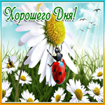 Открытка хорошего дня с ромашками. Радости от нового дня