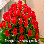 Прекрасные розы для вас