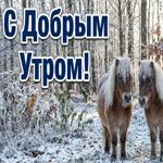 Пусть зимний воздух подарит бодрость, спокойствие и вдохновение на весь день.