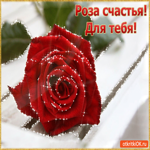 Роза счастья Для тебя! Эту я дарю тебе