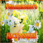 С цветами. Ромашкового настроения