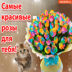 Самые красивые розы для тебя от котенка