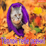 Тёплой тебе осени, милого кота
