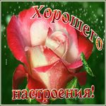 Цветущего, хорошего настроения