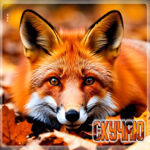 Тёплая, солнечная осенняя гифка Скучаю