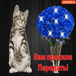 Вам просили передать котика и цветы