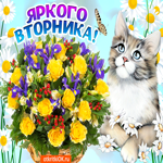 Яркого вторника. Радости и гармонии каждый день