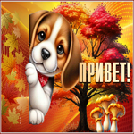 Завораживающая милая осенняя гиф-открытка Привет