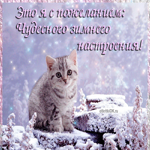 Зима красивая. Котик желает чудесного настроения