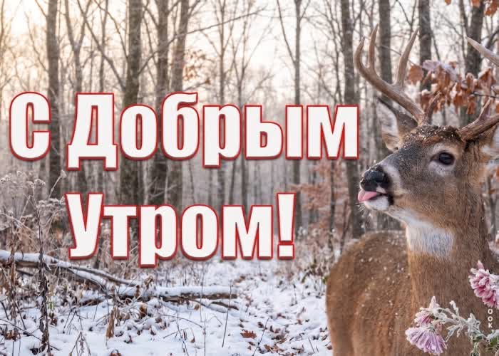 Postcard чтоб день будет светлым, спокойным и счастливым.