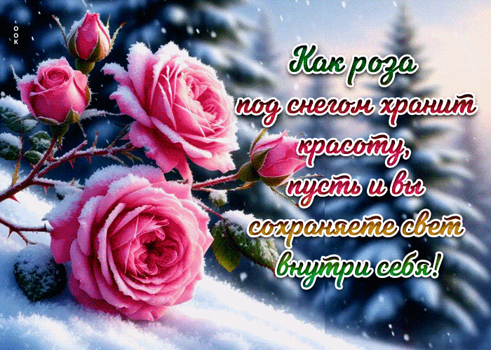 Postcard как роза под снегом хранит красоту, пусть и вы сохраняете свет внутри себя