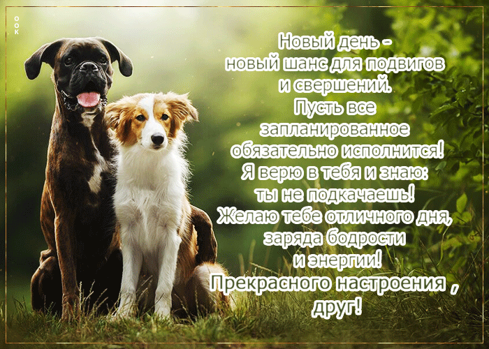 Postcard классная открытка прекрасного настроения, друг!