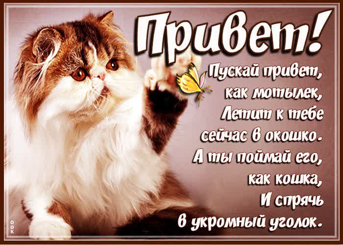Открытка пушистый привет