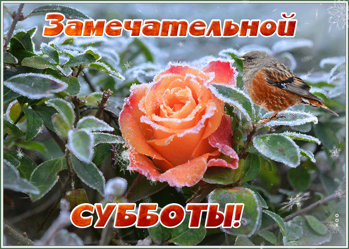 Открытка открытка замечательной зимней субботы