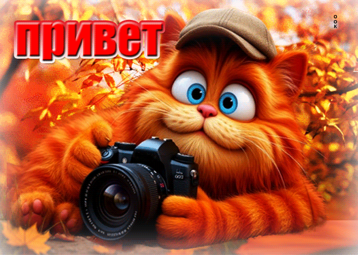Picture прекрасная осенняя гифка с котом привет!