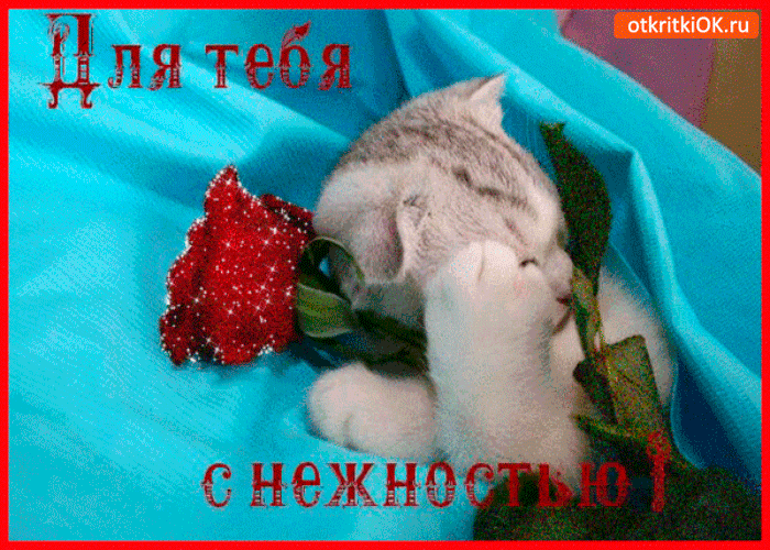 Картинка роза для тебя с нежностью
