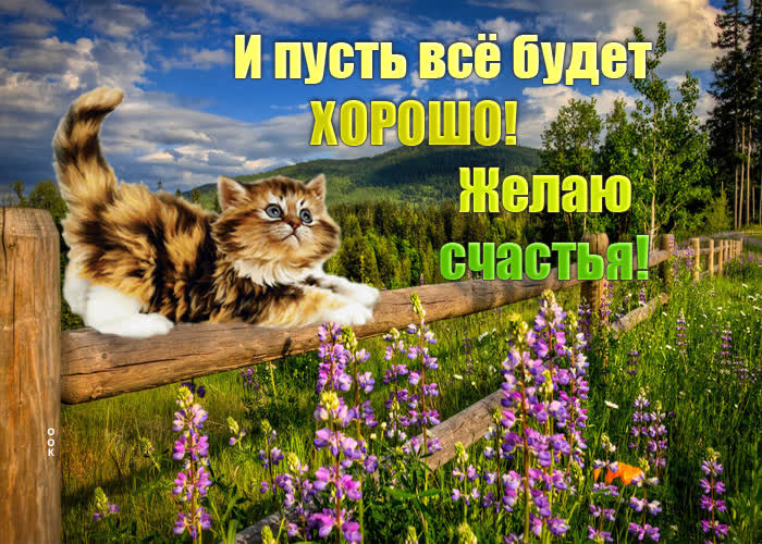 Открытка рыжий кот счастья принесёт