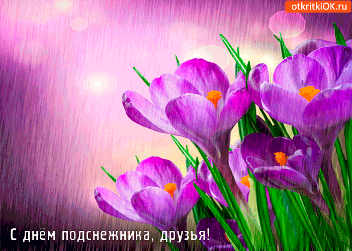 Картинка с днём подснежника, друзья