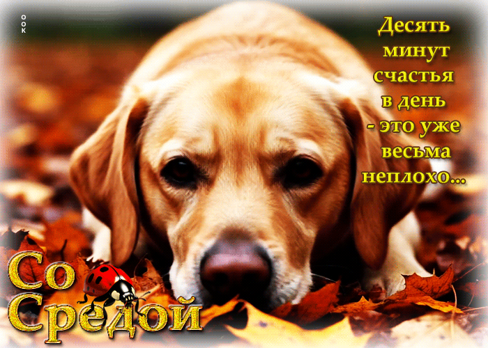 Postcard трогательная осенняя гифка со средой