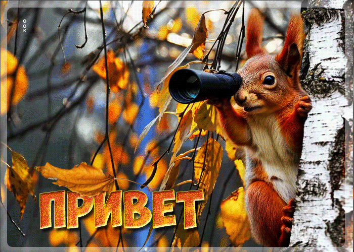 Postcard тёплая осенняя гифка привет