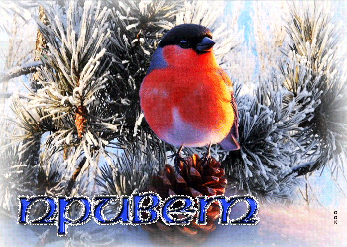 Postcard удивительная снежная гиф-открытка привет