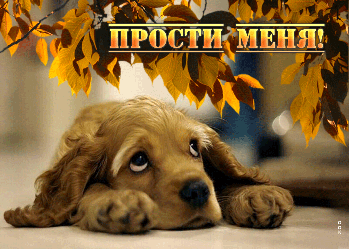 Picture уникальная гиф-открытка прости меня