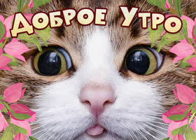 Весёлая картинка доброе утро с кошкой посреди цветов