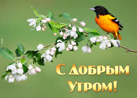 Хорошая картинка с добрым утром с птичкой на ветке