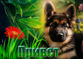 Анимационная открытка с песиком Привет