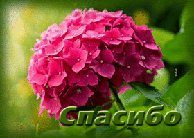 Безупречная открытка с цветком Спасибо!