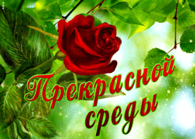 Чудесная открытка с розой Прекрасной среды