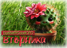 Чистая, гармоничная гиф-открытка Удивительного вторника