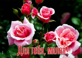 Чудесная открытка с розочками Для тебя, милая