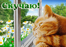 Чудесная открытка с рыжим котом Скучаю