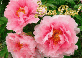 Для вас цветы! Живая гифка с розами