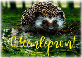 Душевная гиф-открытка с ежиком С четвергом